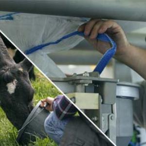 Uma pessoa usa um cano azul para interagir com uma máquina cinza enquanto segura uma vaca preta e branca.